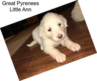 Great Pyrenees Little Ann