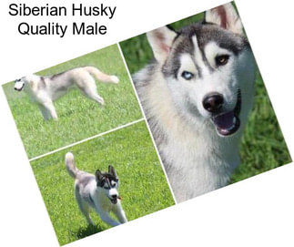 Siberian Husky Quality Male