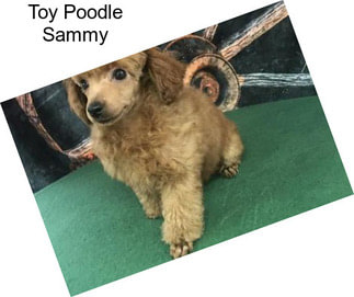 Toy Poodle Sammy
