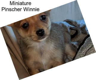 Miniature Pinscher Winnie
