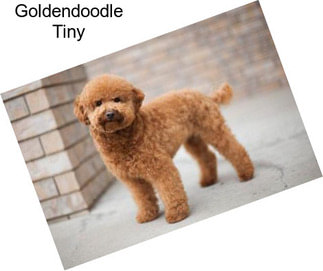 Goldendoodle Tiny