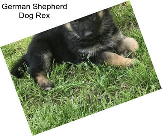 German Shepherd Dog Rex