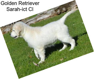 Golden Retriever Sarah-ict Cl