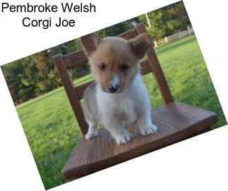 Pembroke Welsh Corgi Joe