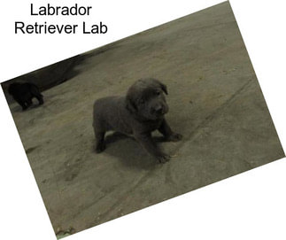 Labrador Retriever Lab