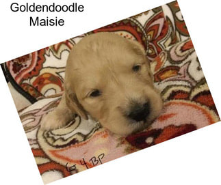 Goldendoodle Maisie
