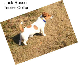 Jack Russell Terrier Collen