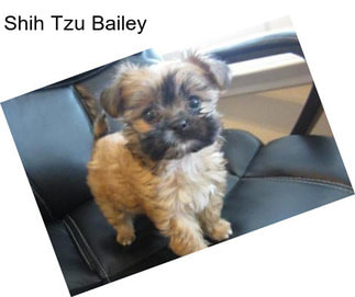 Shih Tzu Bailey