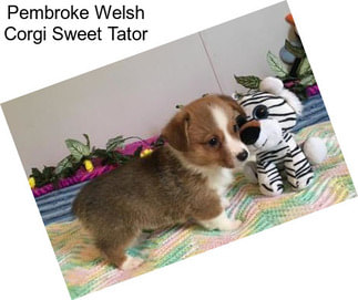 Pembroke Welsh Corgi Sweet Tator