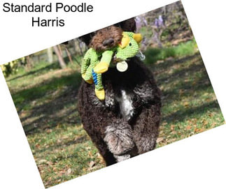 Standard Poodle Harris