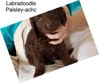 Labradoodle Paisley-achc