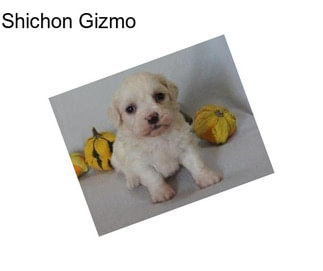 Shichon Gizmo