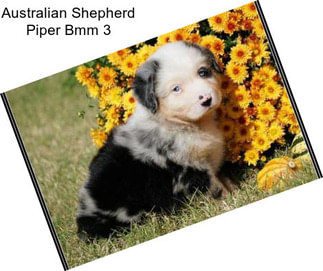 Australian Shepherd Piper Bmm 3