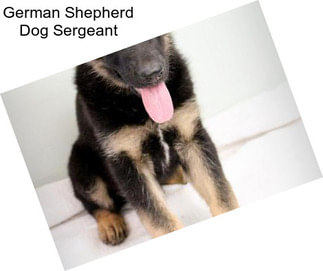 German Shepherd Dog Sergeant