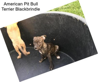 American Pit Bull Terrier Blackbrindle