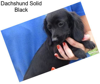 Dachshund Solid Black