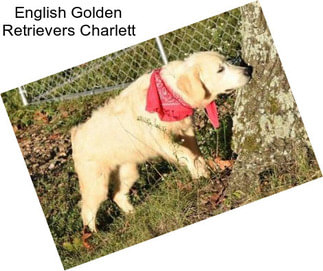 English Golden Retrievers Charlett