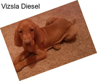 Vizsla Diesel