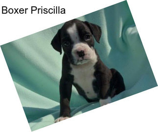 Boxer Priscilla