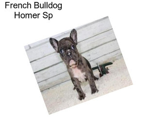 French Bulldog Homer Sp