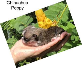 Chihuahua Peppy