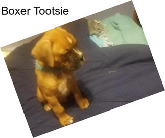 Boxer Tootsie