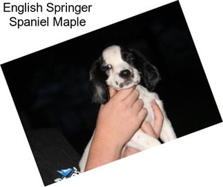 English Springer Spaniel Maple