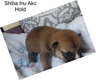 Shiba Inu Akc Hold