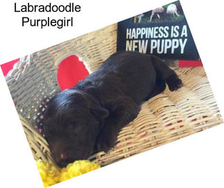 Labradoodle Purplegirl