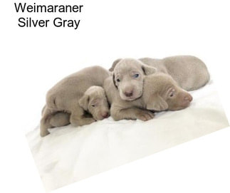 Weimaraner Silver Gray
