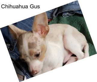 Chihuahua Gus
