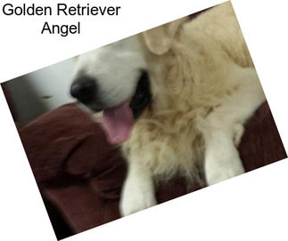 Golden Retriever Angel