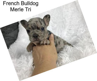 French Bulldog Merle Tri