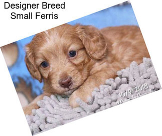 Designer Breed Small Ferris