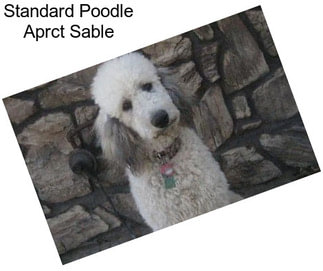 Standard Poodle Aprct Sable