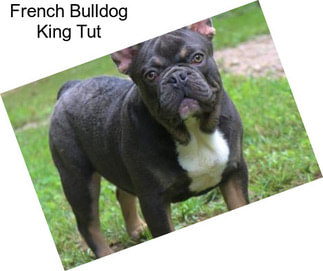 French Bulldog King Tut