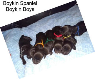 Boykin Spaniel Boykin Boys