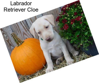 Labrador Retriever Cloe