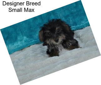 Designer Breed Small Max