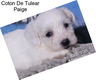 Coton De Tulear Paige