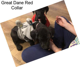 Great Dane Red Collar
