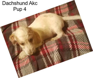 Dachshund Akc Pup 4