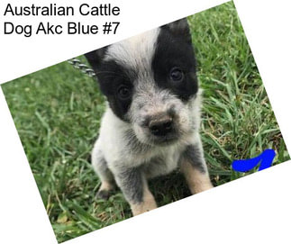 Australian Cattle Dog Akc Blue #7