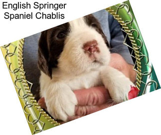 English Springer Spaniel Chablis