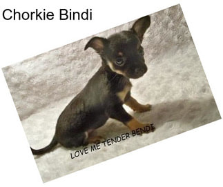 Chorkie Bindi