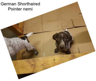 German Shorthaired Pointer \