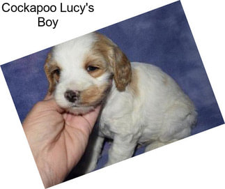 Cockapoo Lucy\'s Boy