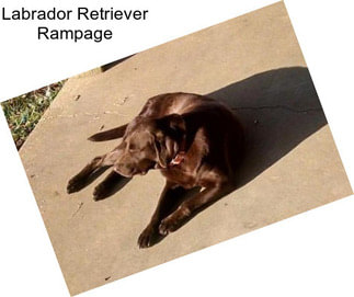 Labrador Retriever Rampage