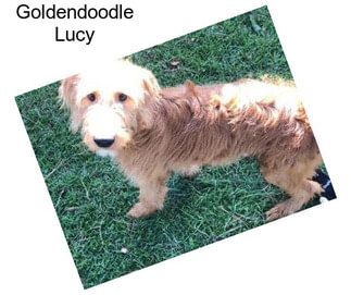 Goldendoodle Lucy