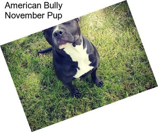 American Bully November Pup